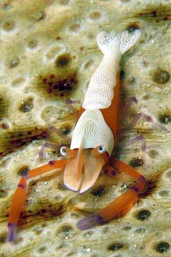 periclimene imperator en Plongée a Nosy Be